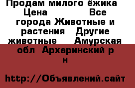 Продам милого ёжика › Цена ­ 10 000 - Все города Животные и растения » Другие животные   . Амурская обл.,Архаринский р-н